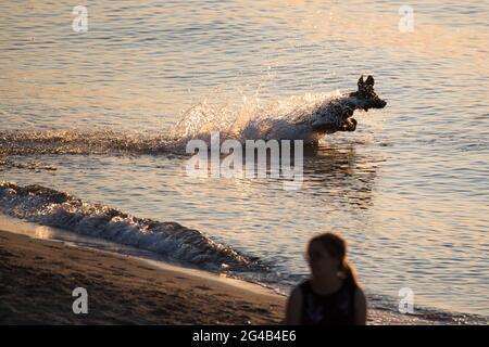 Chien secouant de l'eau sur la plage de Gdansk. 17 juin 2021 © Wojciech Strozyk / Alamy stock photo Banque D'Images