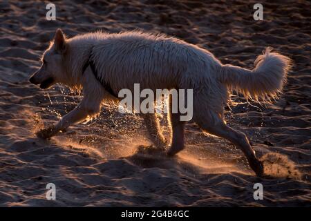 Chien secouant de l'eau sur la plage de Gdansk. 17 juin 2021 © Wojciech Strozyk / Alamy stock photo Banque D'Images