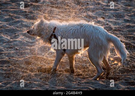 Chien secouant de l'eau sur la plage de Gdansk. 17 juin 2021 © Wojciech Strozyk / Alamy stock photo Banque D'Images