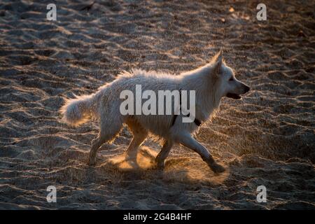 Chien secouant de l'eau sur la plage de Gdansk. 17 juin 2021 © Wojciech Strozyk / Alamy stock photo Banque D'Images