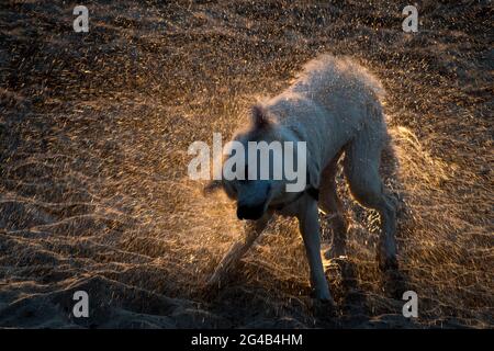 Chien secouant de l'eau sur la plage de Gdansk. 17 juin 2021 © Wojciech Strozyk / Alamy stock photo Banque D'Images