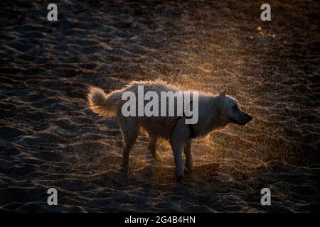 Chien secouant de l'eau sur la plage de Gdansk. 17 juin 2021 © Wojciech Strozyk / Alamy stock photo Banque D'Images