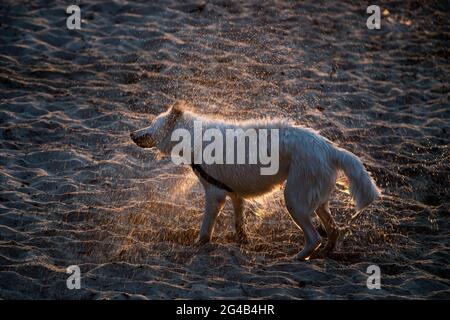 Chien secouant de l'eau sur la plage de Gdansk. 17 juin 2021 © Wojciech Strozyk / Alamy stock photo Banque D'Images