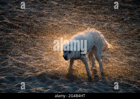 Chien secouant de l'eau sur la plage de Gdansk. 17 juin 2021 © Wojciech Strozyk / Alamy stock photo Banque D'Images