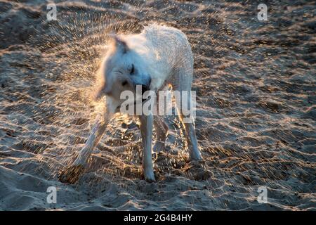Chien secouant de l'eau sur la plage de Gdansk. 17 juin 2021 © Wojciech Strozyk / Alamy stock photo Banque D'Images