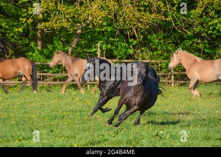 Cheval, l'étalon chase jument à travers le pâturage au printemps Banque D'Images