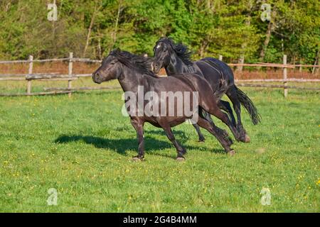 Cheval, l'étalon chase jument à travers le pâturage au printemps Banque D'Images