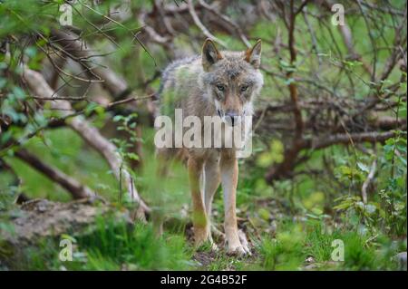 Loup, Canis Lupus Banque D'Images