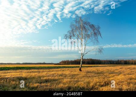 Un bouleau solitaire sans feuilles poussant dans un pré, Karolinow, Lubelskie, Pologne Banque D'Images