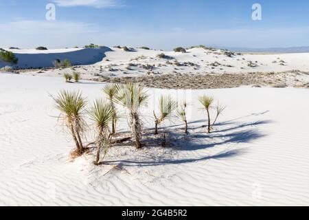 Soaptree Yucca, Yucca elata, White Sands, Nouveau-Mexique, États-Unis Banque D'Images