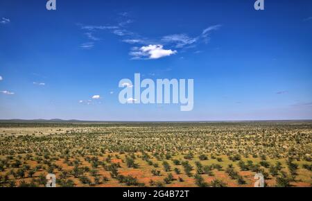 Überblick über die Landschaft im westlichen Etosha Nationalpark, Namibie | paysage dans la partie ouest du parc national d'Etosha, Namibie Banque D'Images