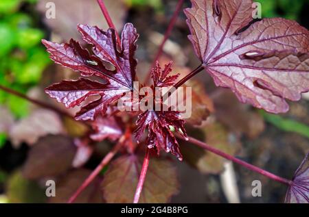 Hibiscus canneberge ou rosemallow africain (Hibiscus acetosella) sur le jardin Banque D'Images