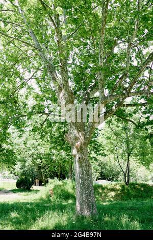 Un grand arbre d'avion pousse dans un parc vert parmi les arbres Banque D'Images