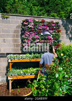 Garden Centre homme personnel arroser les plantes sur un mur exposé sud ensoleillé. Banque D'Images