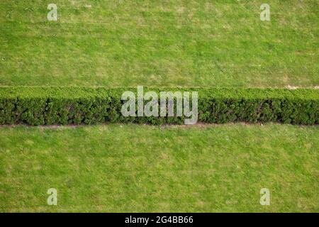Fond d'herbe verte, pelouse fraîchement coupée séparée en deux par le hedgerow Banque D'Images