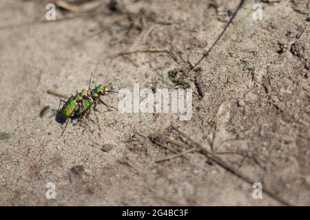 Deux coléoptères de tigre vert sur une surface sablonneuse, (Veluwe, pays-Bas) Banque D'Images