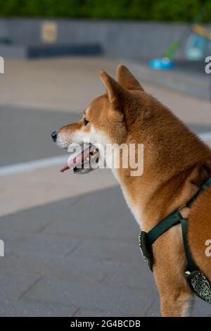 Shiba Inu côté regardant vers l'avant, se concentrer sur le chien parc flou fond gris Banque D'Images