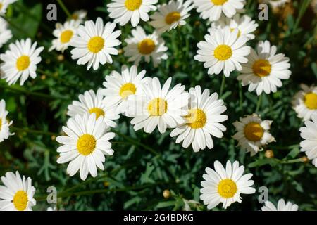 Marguerite [Lemia] Banque D'Images