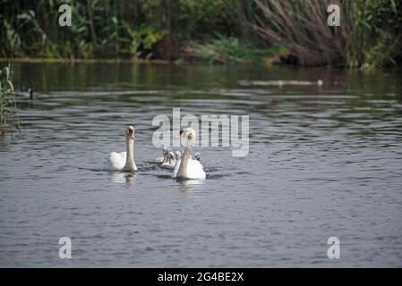 Rostock, Allemagne. 20 juin 2021. Une famille de cygnes nagres sur la Warnow. Credit: Frank Hormann/dpa/ZB/dpa/Alay Live News Banque D'Images