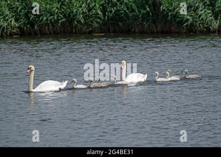 Rostock, Allemagne. 20 juin 2021. Une famille de cygnes nagres sur la Warnow. Credit: Frank Hormann/dpa/ZB/dpa/Alay Live News Banque D'Images