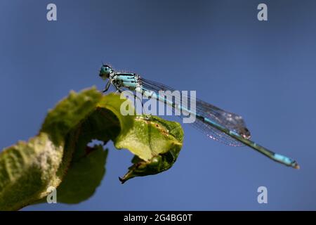 Mâle Azure Damselfly (Coenagrion puella) perché, vue de côté Banque D'Images