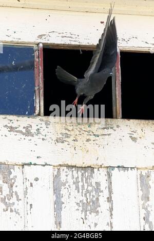 Un pigeon volant d'un bâtiment sombre avec une fenêtre cassée. Gratuit à Last et Junetdix-septième image allégorique.