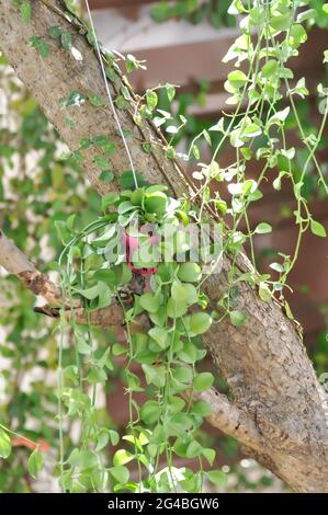 Dischidia sp ou Dischidia et ficus pumila, plante grimpant de figue Banque D'Images