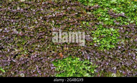 Haie de pourpre et vert vif (Fagus sylvatica) Banque D'Images