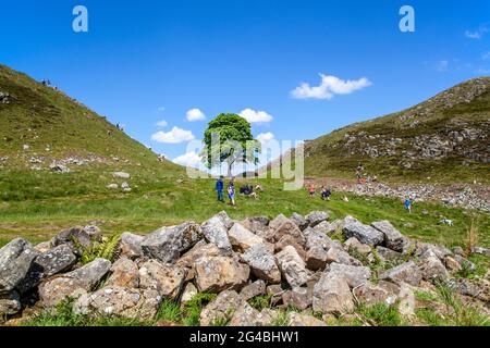 Sycamore Gap la vue emblématique d'un seul arbre Sycamore sur le mur d'Hadrien sentier longue distance sentier national chemin Northumberland Angleterre Royaume-Uni Banque D'Images