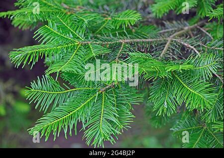 Grand sapin (Abies grandis) nouvelle croissance montrant des aiguilles vert vif. Banque D'Images