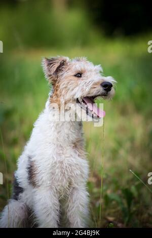 Chiot Fox Terrier à poil dur Banque D'Images