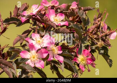 Rosa glauca Rubrifolia Rose fleur de la feuille rouge dans le jardin Banque D'Images