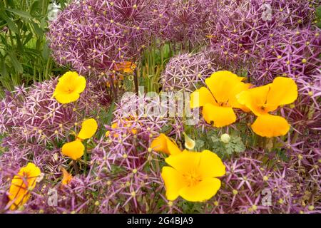 Eschscholzia californica Allium fleur Banque D'Images