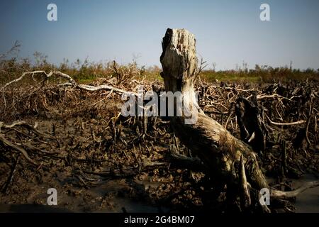 En raison du réchauffement climatique, le niveau de la mer augmente et menace les Sundarbans, la plus grande mangrove du monde. Dublachar, Bagerhat. Bangladesh. 22 octobre 2007. Banque D'Images