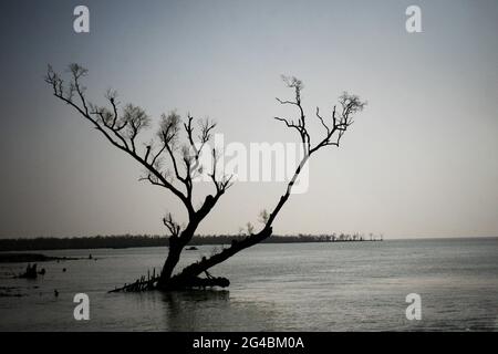 En raison du réchauffement climatique, le niveau de la mer augmente et menace les Sundarbans, la plus grande mangrove du monde. Dublachar, Bagerhat. Bangladesh. 22 octobre 2007. Banque D'Images