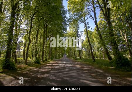 Une allée bordée d'arbres menant à une demeure ancestrale dans les Highlands écossais, au Royaume-Uni Banque D'Images