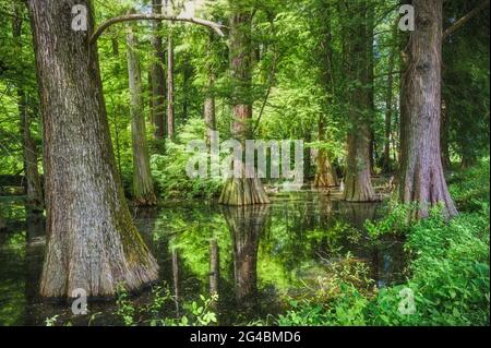 Cultiver dans l'étang d'un parc naturel Bois de Taxodium distichum Banque D'Images