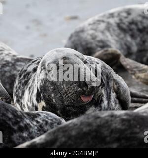 Une femelle de phoque gris est détendue dans une colonie sur Heligoland Banque D'Images