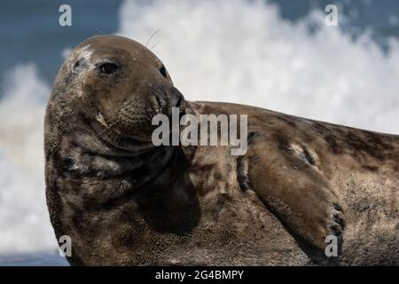 Un phoque gris taureau est détendu sur la plage avec de l'eau et un jet en arrière-plan. Banque D'Images