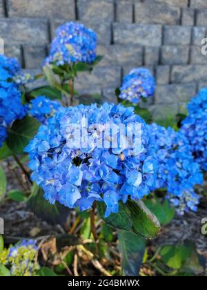 Fleur d'hortensia bleu vif dans le jardin avec fond de pierre Banque D'Images
