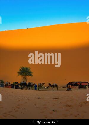 Camp avec tentes et chameaux dans le désert marocain du Sahara Banque D'Images