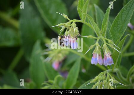 Comfrey, Symphytum officinale, visité par une abeille. Banque D'Images