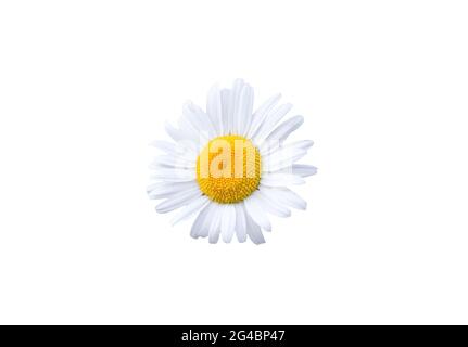 Belle fleur de Marguerite isolée sur fond blanc Banque D'Images