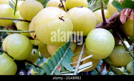 Groseilles indiennes ou de fruits d'amla sur arbre à feuilles vert / Phyllanthus emblica groseille traditionnel indien ayurvédique pour arbre plantes médicinales et Banque D'Images