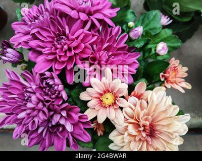 Fleurs de chrysanthème colorées fleurissent dans le jardin de fleurs ou la serre. Magnifique bouquet de chrysanthème vue de dessus Banque D'Images