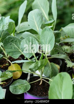Pousses de Bruxelles (Brassica oleracea var. Gemmifera) plantules Banque D'Images