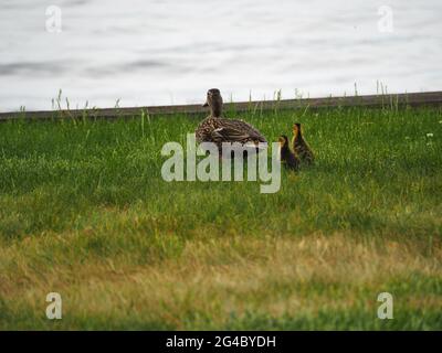 Mère Duck avec deux jeunes Ducks marchant dans l'herbe Banque D'Images