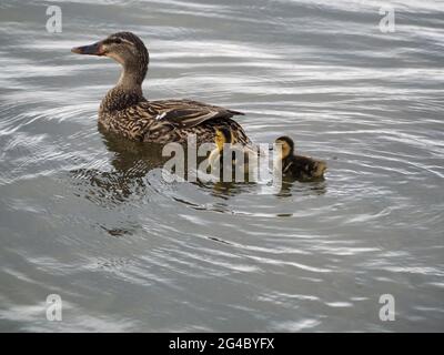 Mère Duck avec deux jeunes Ducks dans le lac Banque D'Images