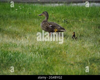 Mère Duck avec deux jeunes Ducks marchant dans l'herbe Banque D'Images
