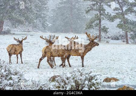 Elks in Snowstorm - UN groupe de wapitis de taureau errant et broutant sur un pré enneigé à flanc de colline dans une tempête de neige printanière dans le parc national des montagnes Rocheuses. Banque D'Images